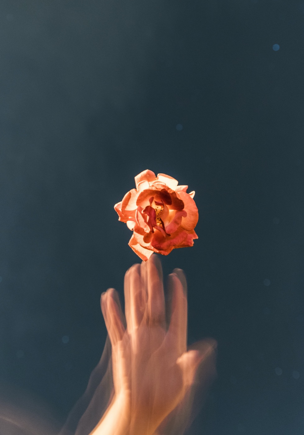 A hand reaching for a rose in warm light